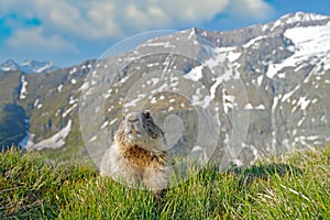 Cute fat animal Marmot, sitting in the grass with nature rock mountain habitat, Alp, Italy. Wildlife scene from wild nature. Funny