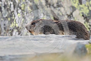 Cute fat animal Marmot, sitting in the grass with nature rock mountain habitat, Alp, Italy. Wildlife scene from wild nature. Funny