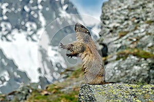 Cute fat animal Marmot, sitting in the grass with nature rock mountain habitat, Alp, Italy. Wildlife scene from wild nature. Funny