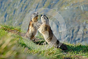 Cute fat animal Marmot, sitting in the grass with nature rock mountain habitat, Alp, Italy. Wildlife scene from wild nature. Funny