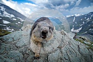 Cute fat animal Marmot, sitting on the stone with nature rock mountain habitat, Alp, Austria. Wildlife scene from wild nature.