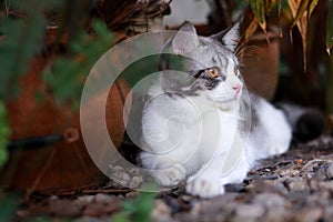 Cute fat cat lying on the rocky ground