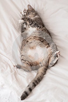 Cute, fat cat sleeps with its paws on its face. Pet resting, lounging on the bed, in the summer heat. Siesta. Top view.