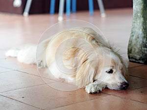 Cute fat dog laying on cold ceramic tiles floor making sad face with lonesome mood