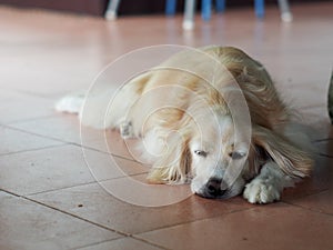 Cute fat dog laying on cold ceramic tiles floor making sad face with lonesome mood
