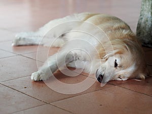 Cute fat dog laying on cold ceramic tiles floor making sad face with lonesome mood