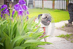 Cute fat dog Pug sits in beautiful flowers of purple iris