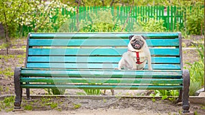 A cute fat dog pug sits on an old blue bench