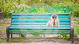 Cute fat dog pug yawns and sits on an old blue bench