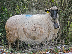 Cute fat and fluffy lone sheep marked and wearing a bell while looking at a camera, walking and eating in the farmland countryside