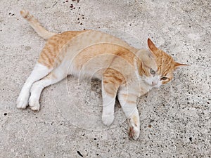 A cute, fat ginger cat lying on an old cement floor