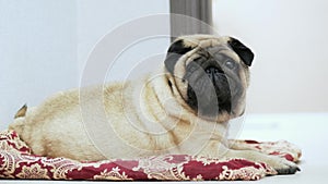 Cute and fat pug dog lies on a blanket or pillow, lazy dog falls asleep on dog place