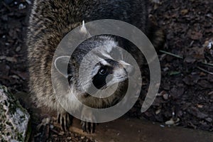 Cute and fat raccoon looking for food