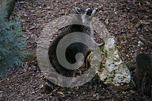 Cute and fat raccoon looking for food