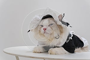 Cute fat ragdoll cat in apron dress with hat sit on table, gray background, sleepy cat