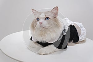 Cute fat ragdoll cat in apron dress sit on table, gray background