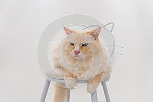 Cute fat yellow and cream ragdoll cat sit on chair