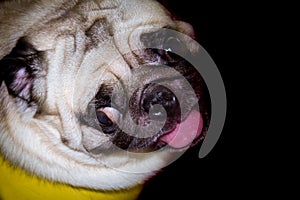 A cute fawn colored French Bulldog on black background. Puppy of the French bulldog sitting on her buttocks and looking up. Studio