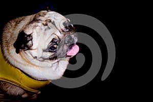 A cute fawn colored French Bulldog on black background. Puppy of the French bulldog sitting on her buttocks and looking up. Studio