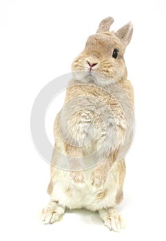 Cute fawn cream netherland dwarf rabbit curious isolated on white background