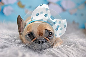 Cute fawn French Bulldog dog with big ribbon on head lying on fur blanked