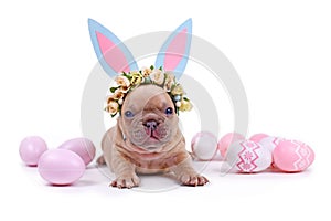 Cute fawn French Bulldog dog puppy dressed up as easter bunny with blue paper rabbit ears headband with flowers and easter eggs