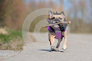 Cute fawn French Bulldog dog in purple winter coat with black fur collar running and playing fetch with a stick toy