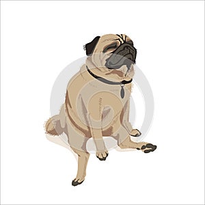 Cute fawn pug dog pet