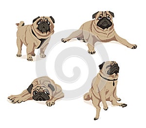 Cute fawn pug dogs set