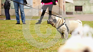 Cute fawn pug enjoying a walk on leash, wrinkly dog shaking head, pet having fun