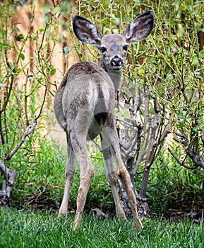 Cute fawn or young deer, looking at camera in suburban garden.