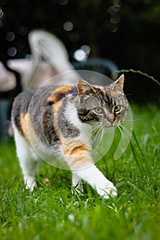 Cute feline walks like a model on the catwalk. European kitten with green eyes runs around garden in high grass. Czech republic.