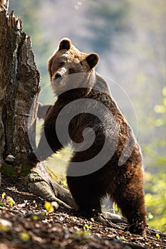 Cute female adult brown bear standing in upright position on rear legs by tree.