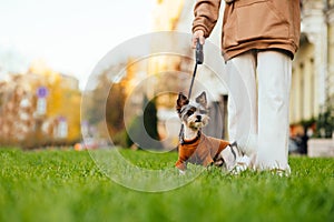 Cute female biewer terrier in a woman on a leash stands on the lawn and looks away. Walk with a cute little dog on the grass on