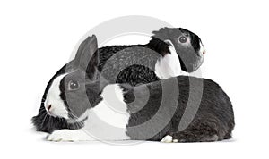 Cute female grey with white European rabbit and brave male black with white lop ear friend. Isolated on white background.