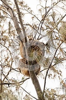 Cute female koala eating in casuarina tree