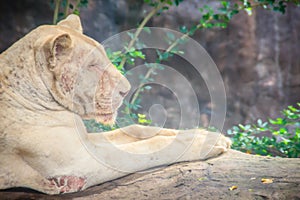 Cute female lion on the floor. The lion Panthera leo is a species in the family Felidae and a member of the genus Panthera