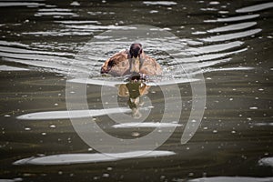 Cute female mallard duck swimming on the lake towards camera