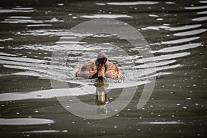 Cute female mallard duck swimming on the lake towards camera