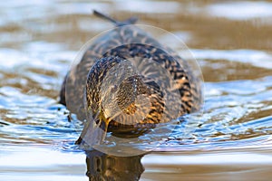 cute female mallard on water surface