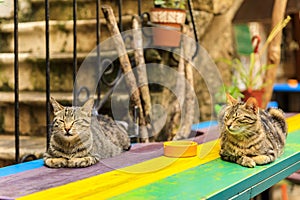 Cute feral alley cats in Budva medieval Old Town with Mediterranean stone house in the background in Montenegro, Balkans