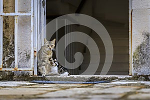 Cute feral alley mama cat feeding the baby kitten in Budva medieval Old Town outside an old house in Montenegro, Balkans