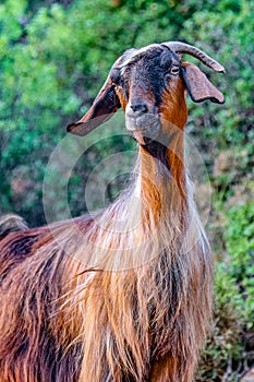 A cute feral goat near Faralya Village in the foothills of Babadag in Fethiye.