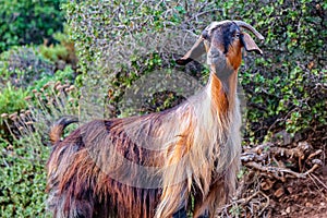 A cute feral goat near Faralya Village in the foothills of Babadag in Fethiye.