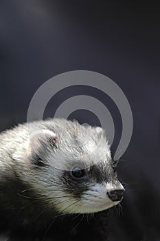 Cute ferret
