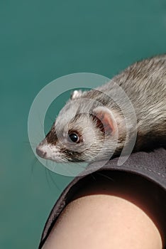 Cute ferret