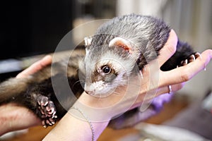 Cute ferret lying on female hands
