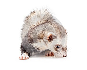 Cute Ferret Sniffing Ground