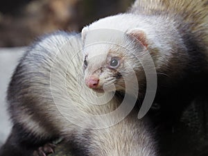 Cute ferret standing over its buddy and looking at the camera