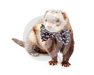 Cute Ferret Wearing Funny Bow Tie